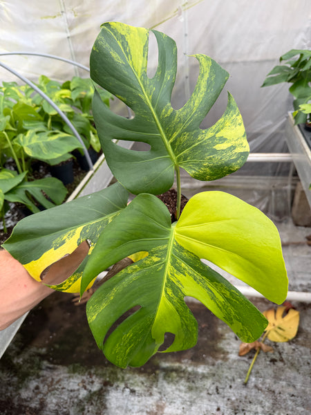 Monstera Yellow Marilyn – GrowJungle