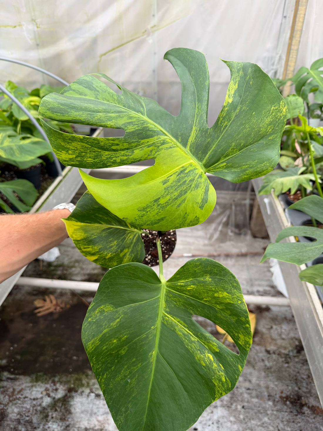 Monstera Yellow Marilyn