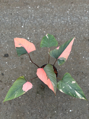 Homalomena Pink Diamond