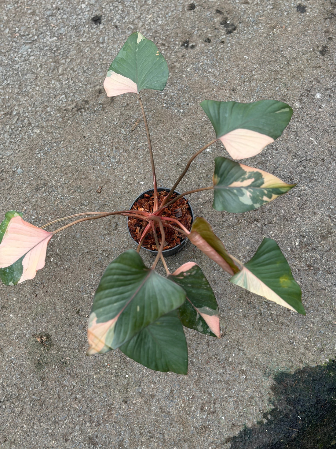 Homalomena Pink Diamond