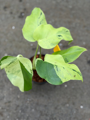 Monstera Light Lime