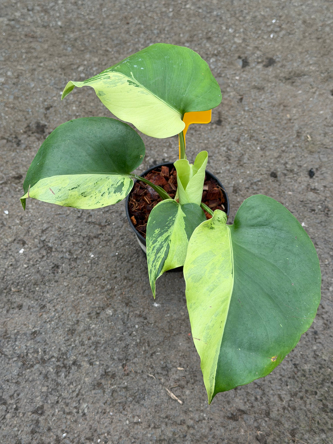 Monstera Light Lime