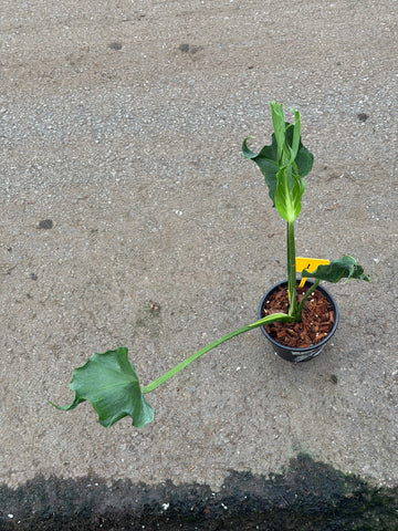 Monstera Unniiae Nr. 1