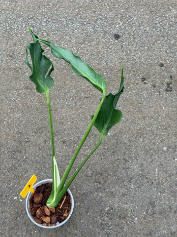 Monstera Unniiae Nr. 2