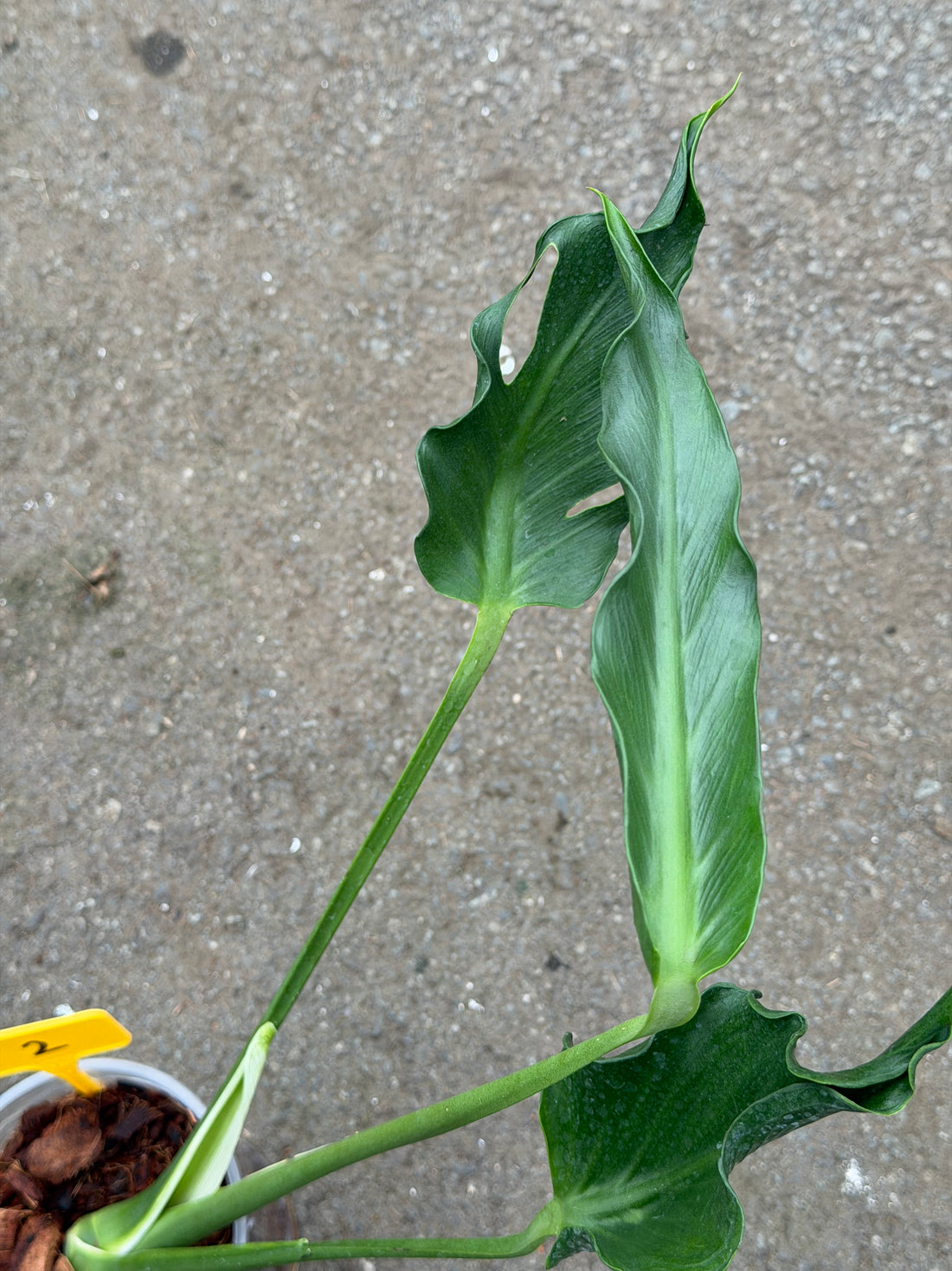 Monstera Unniiae Nr. 2