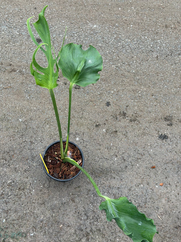Monstera Unniiae Nr. 3