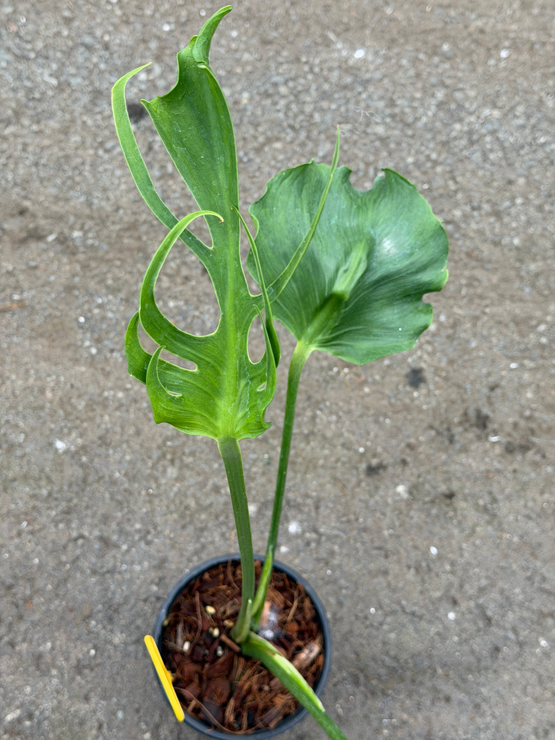 Monstera Unniiae Nr. 3
