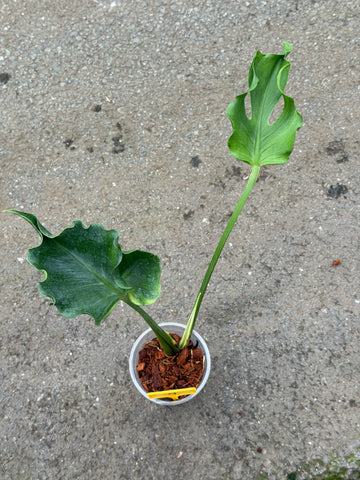 Monstera Unniiae Nr. 4.