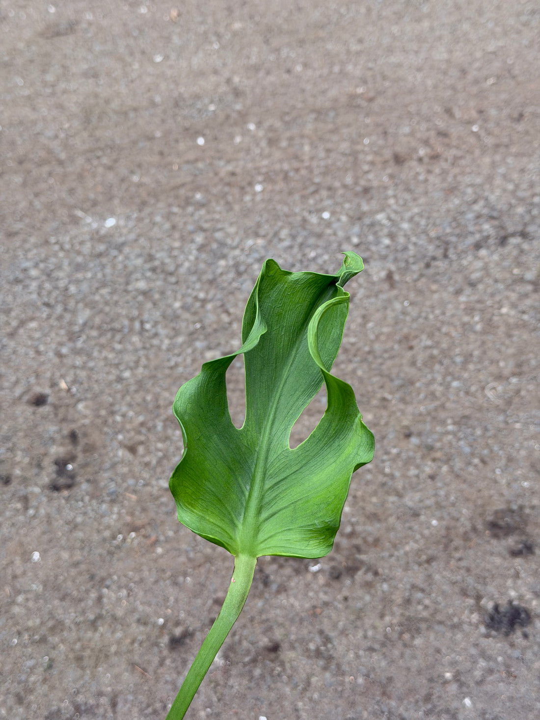 Monstera Unniiae Nr. 4.