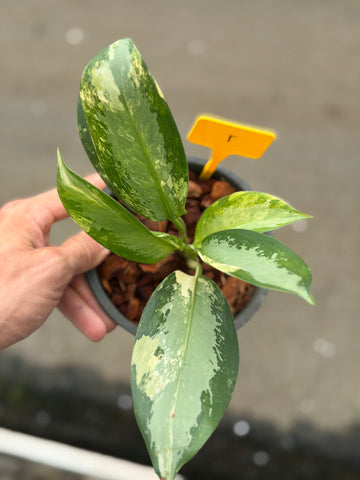Aglaonema Suvarnabhumi Variegated