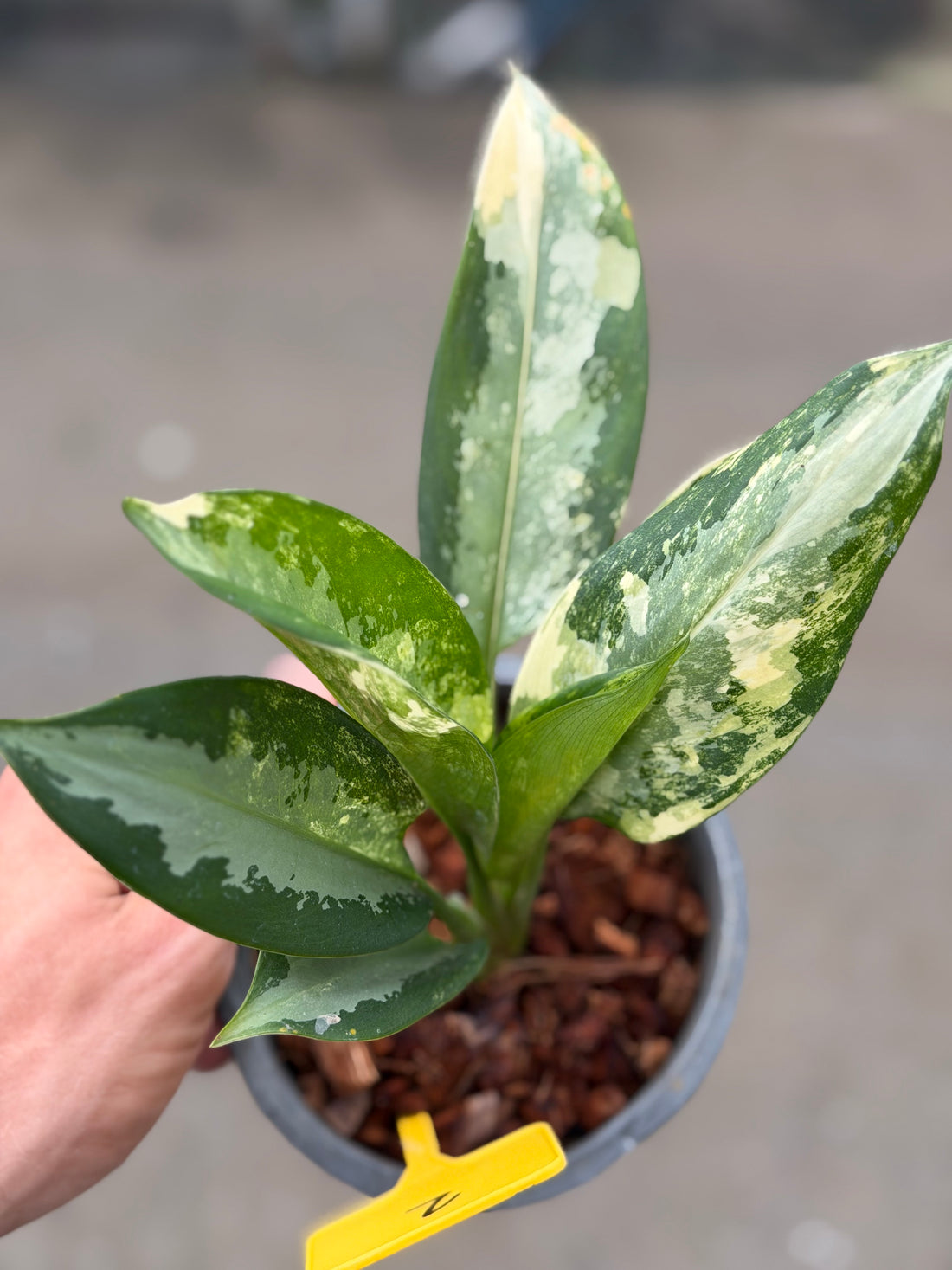 Aglaonema Suvarnabhumi Variegated