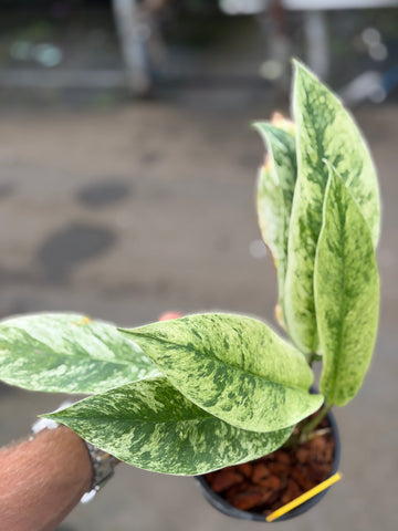 Rhaphidophora Elliptifolia