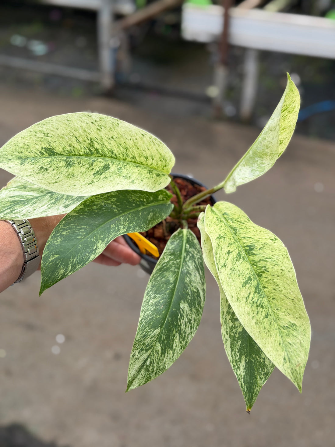 Rhaphidophora Elliptifolia
