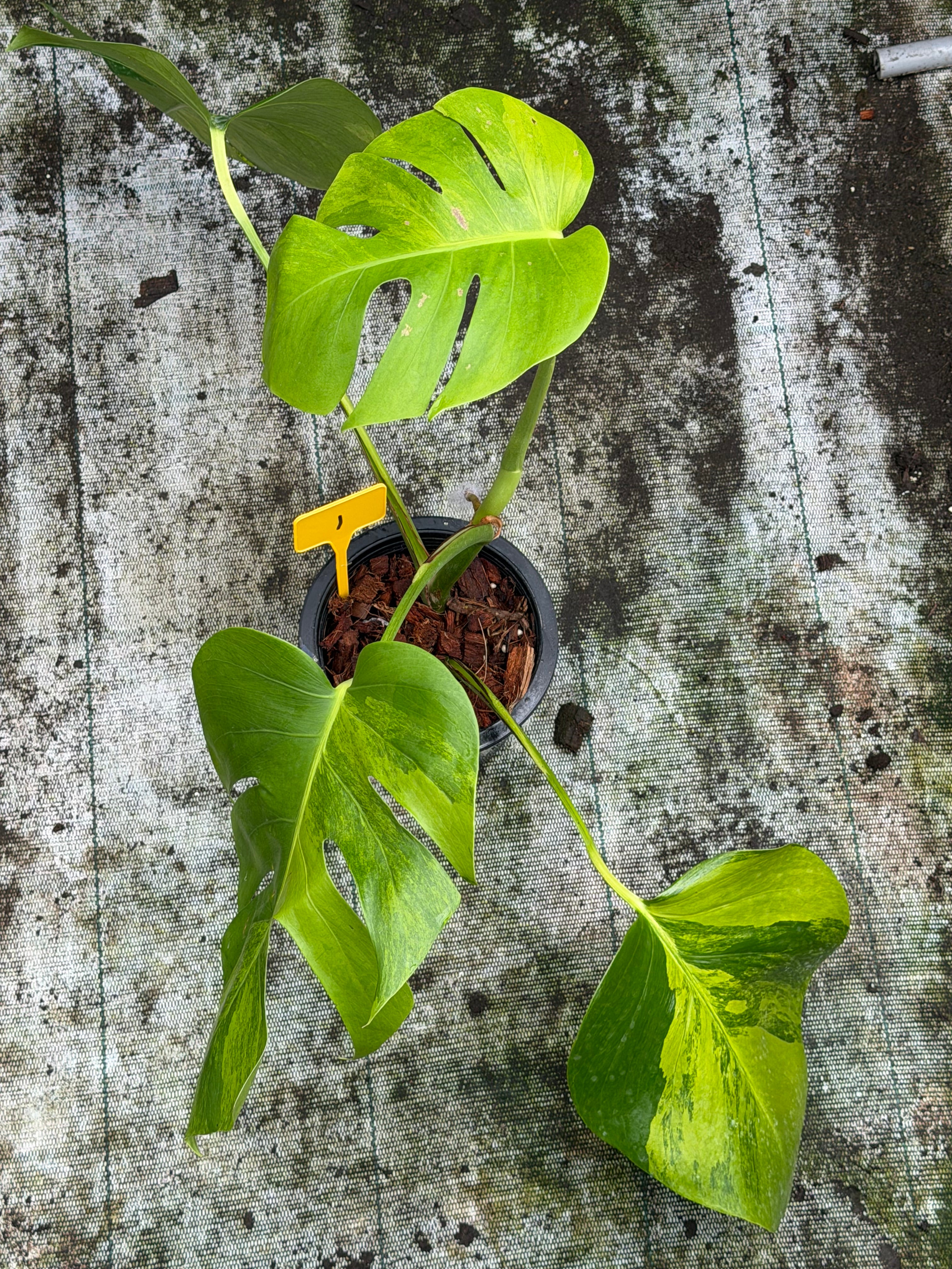 Monstera Green on Green – GrowJungle