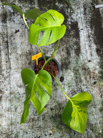 Monstera Green on Green