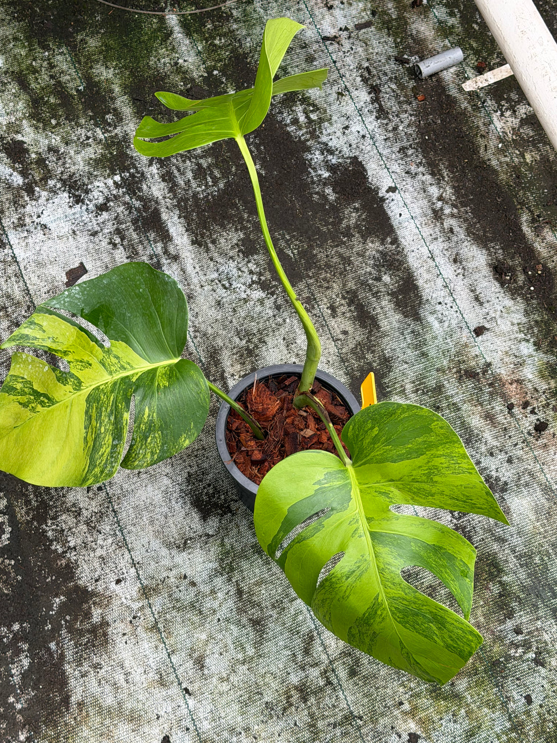 Monstera Green on Green