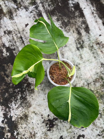 Monstera White Lava