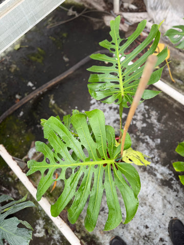 Monstera Form 6 XXL