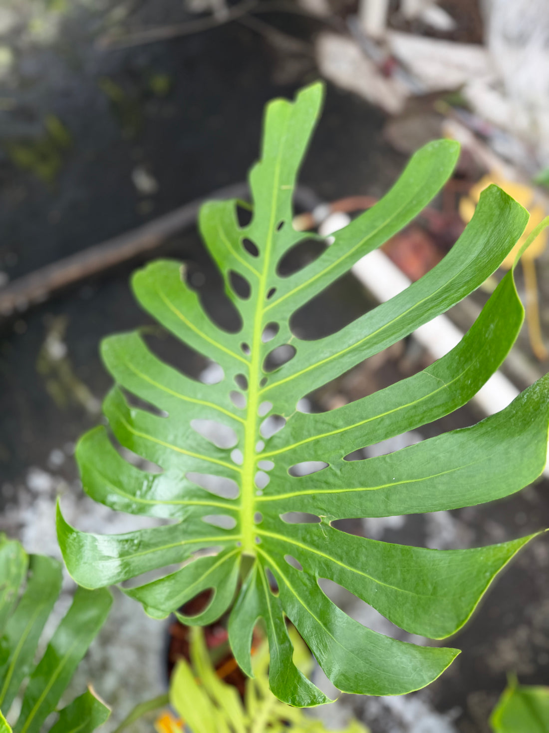 Monstera Form 6 XXL