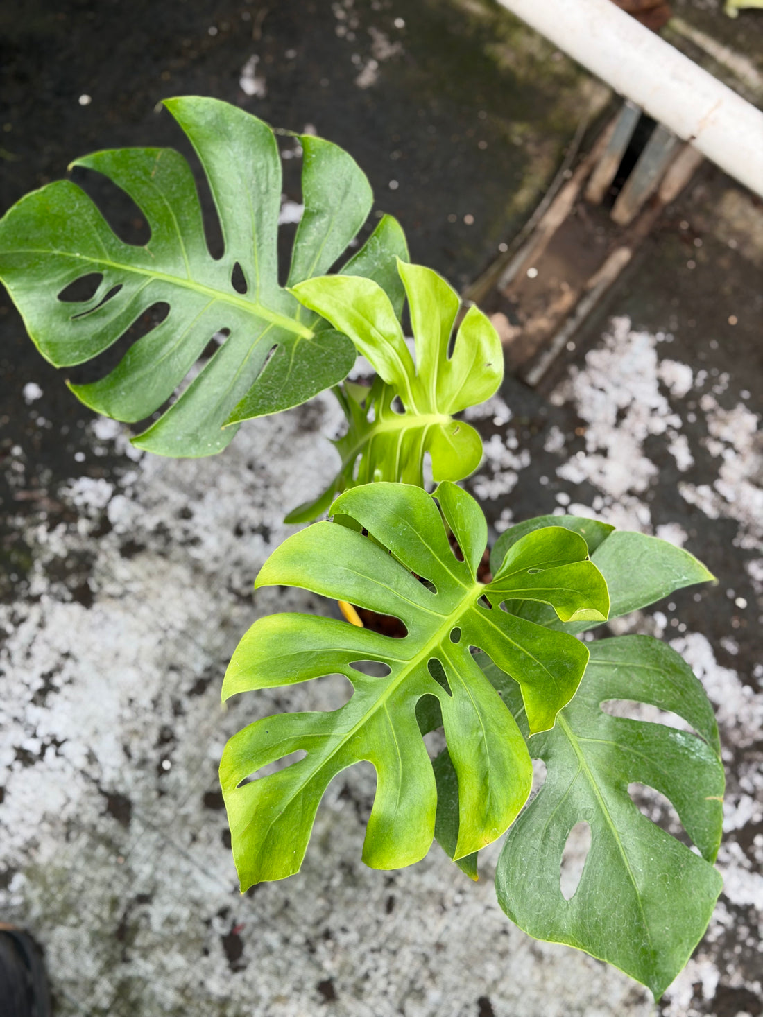 Monstera Form 6