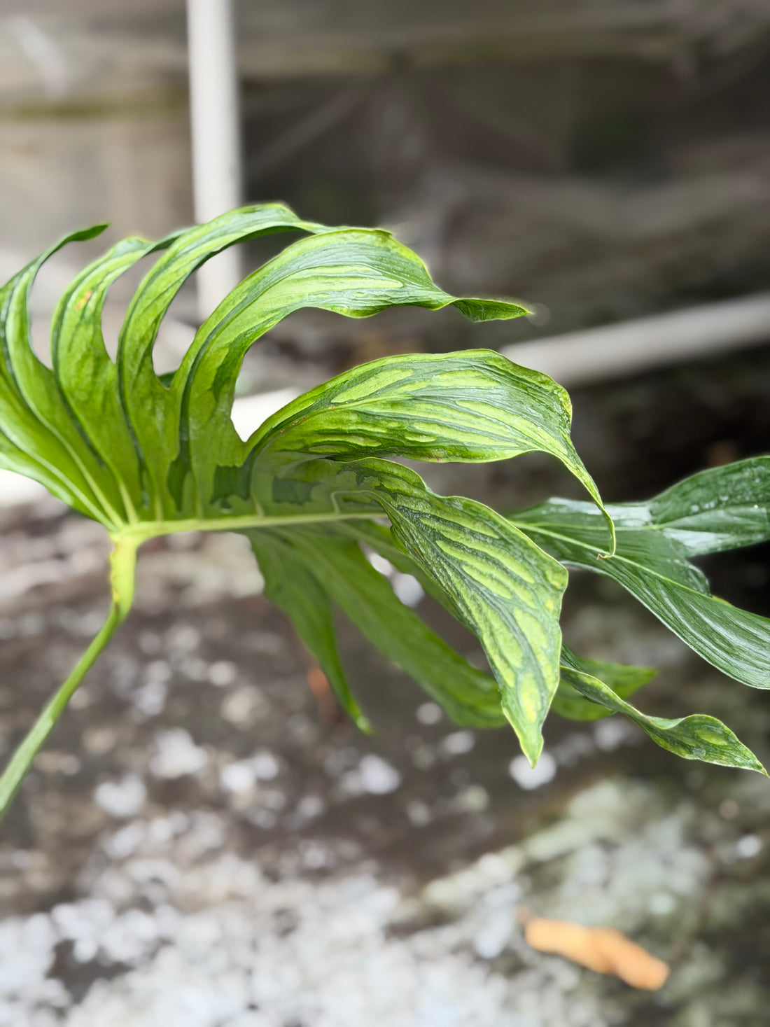 Monstera Tattoo XXL