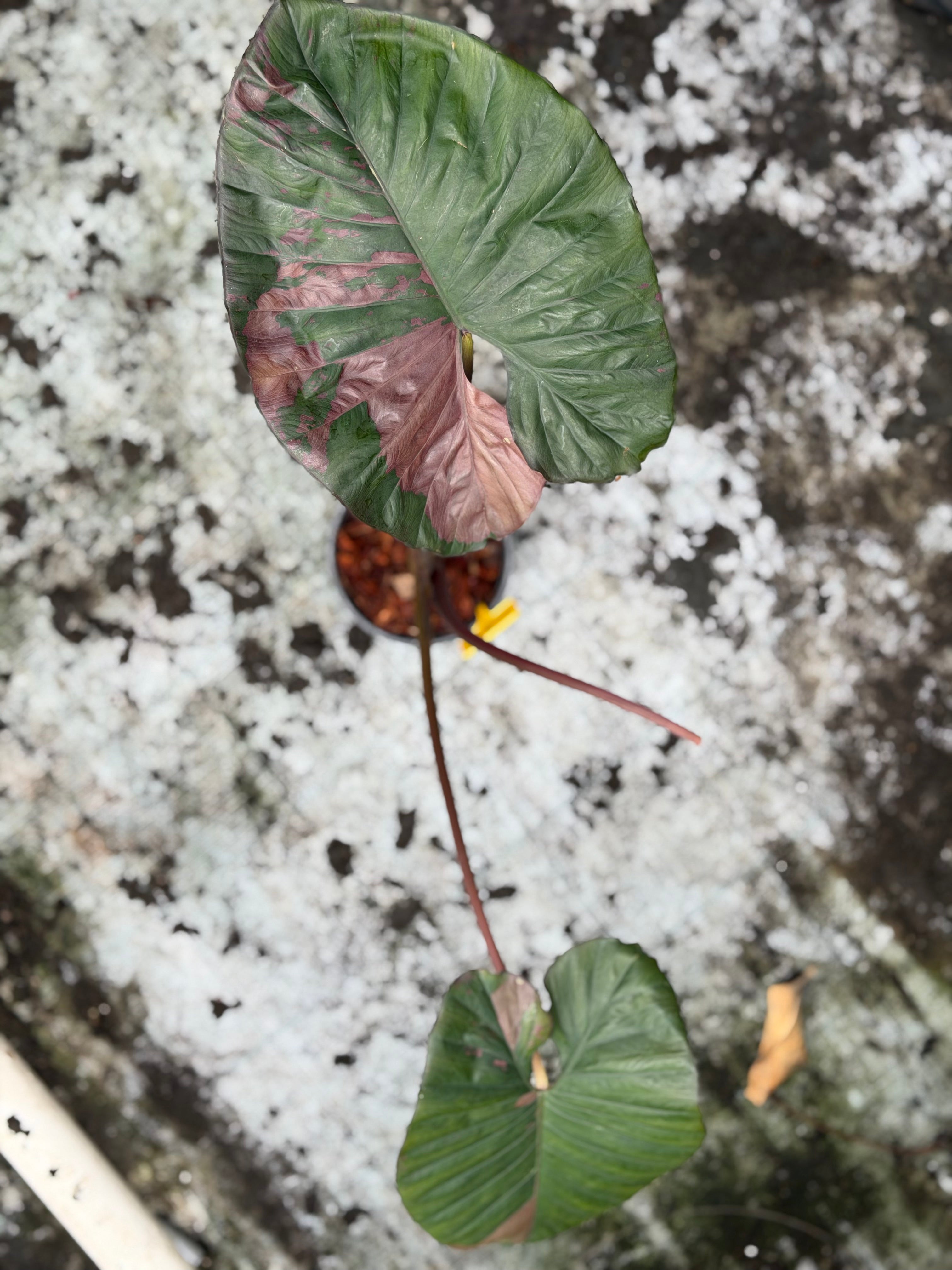 Alocasia 'Serendipity' Pink Variegated – GrowJungle