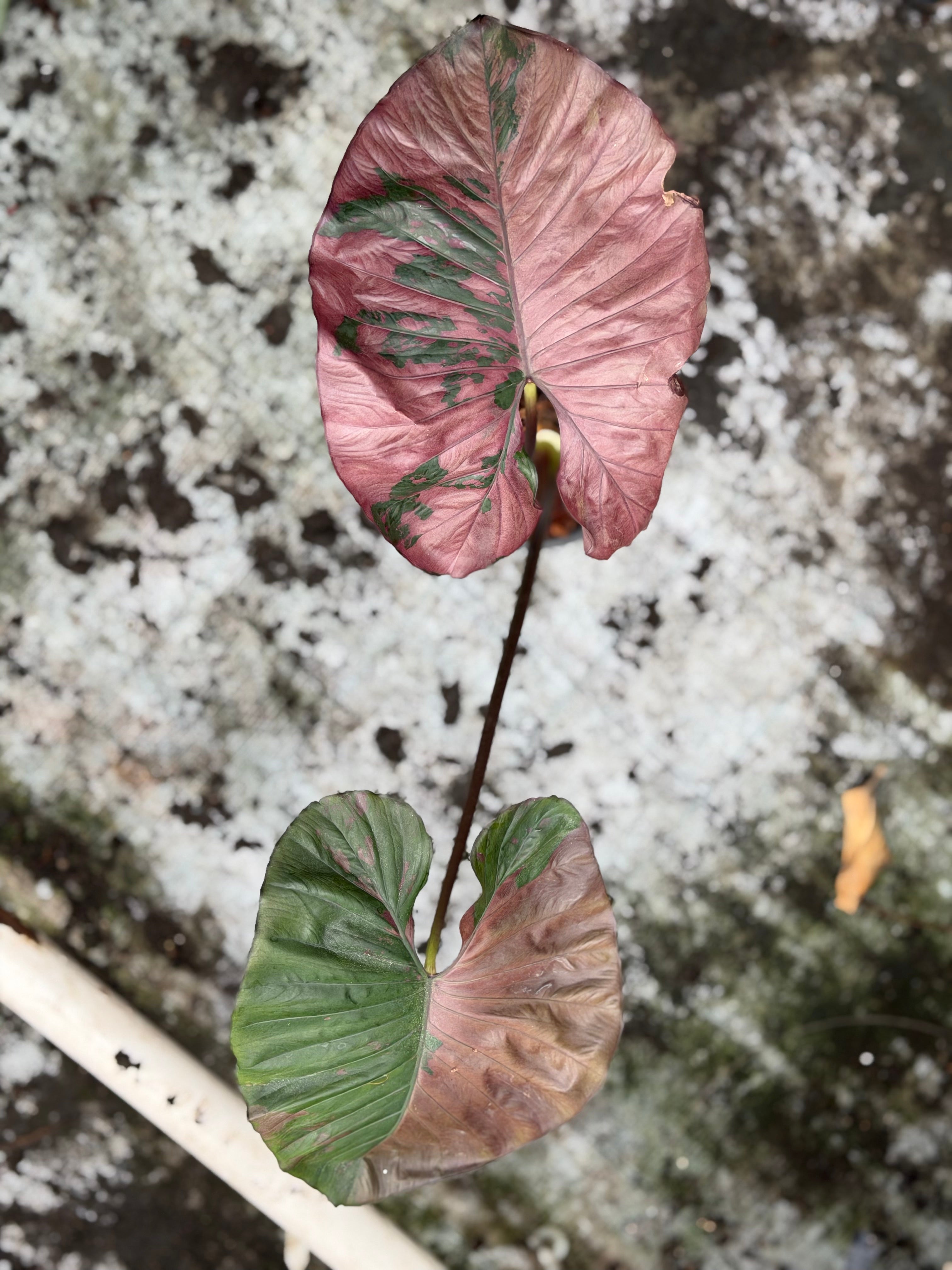 Alocasia 'Serendipity' Pink Variegated – GrowJungle