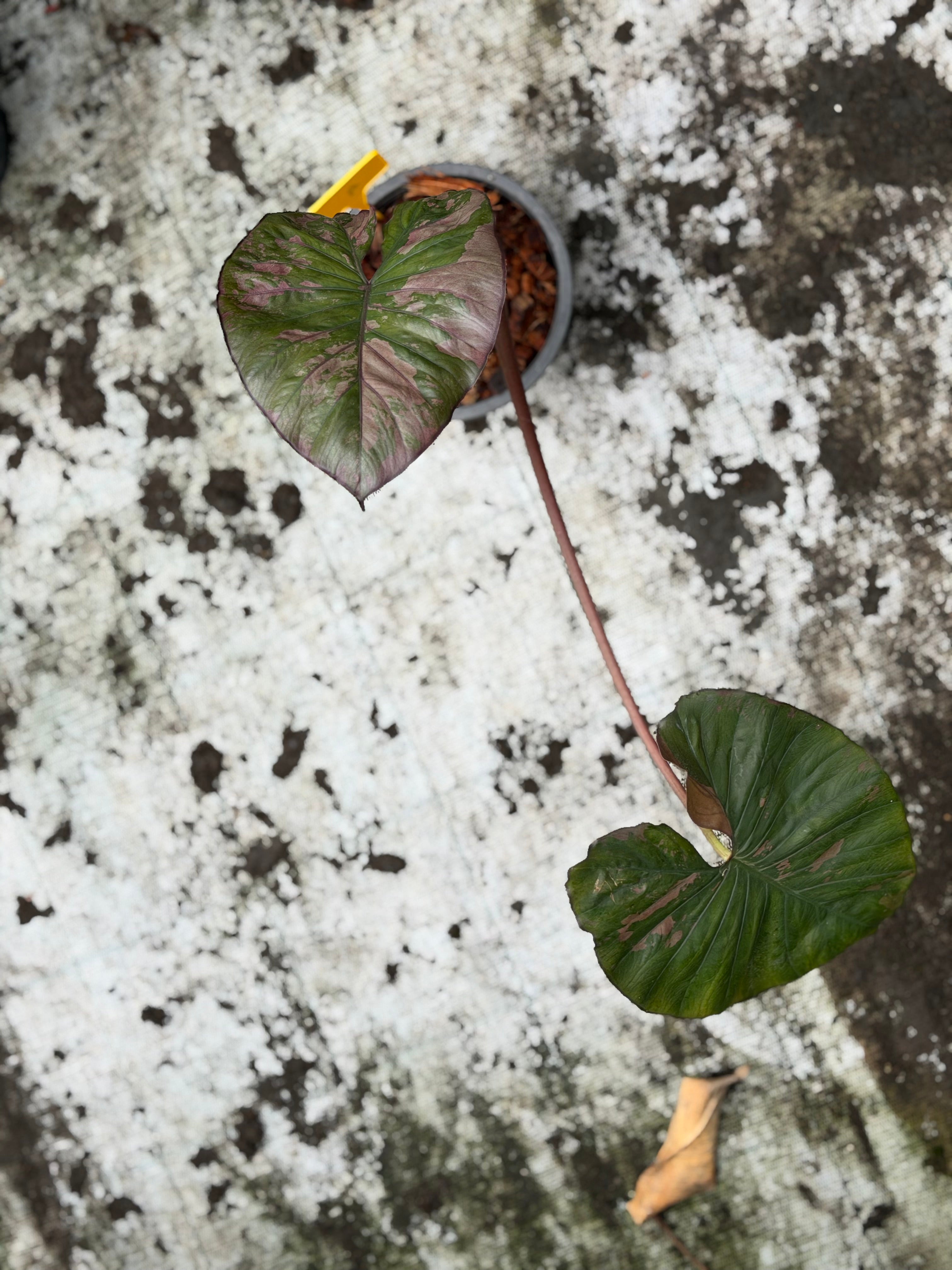 Alocasia 'Serendipity' Pink Variegated – GrowJungle