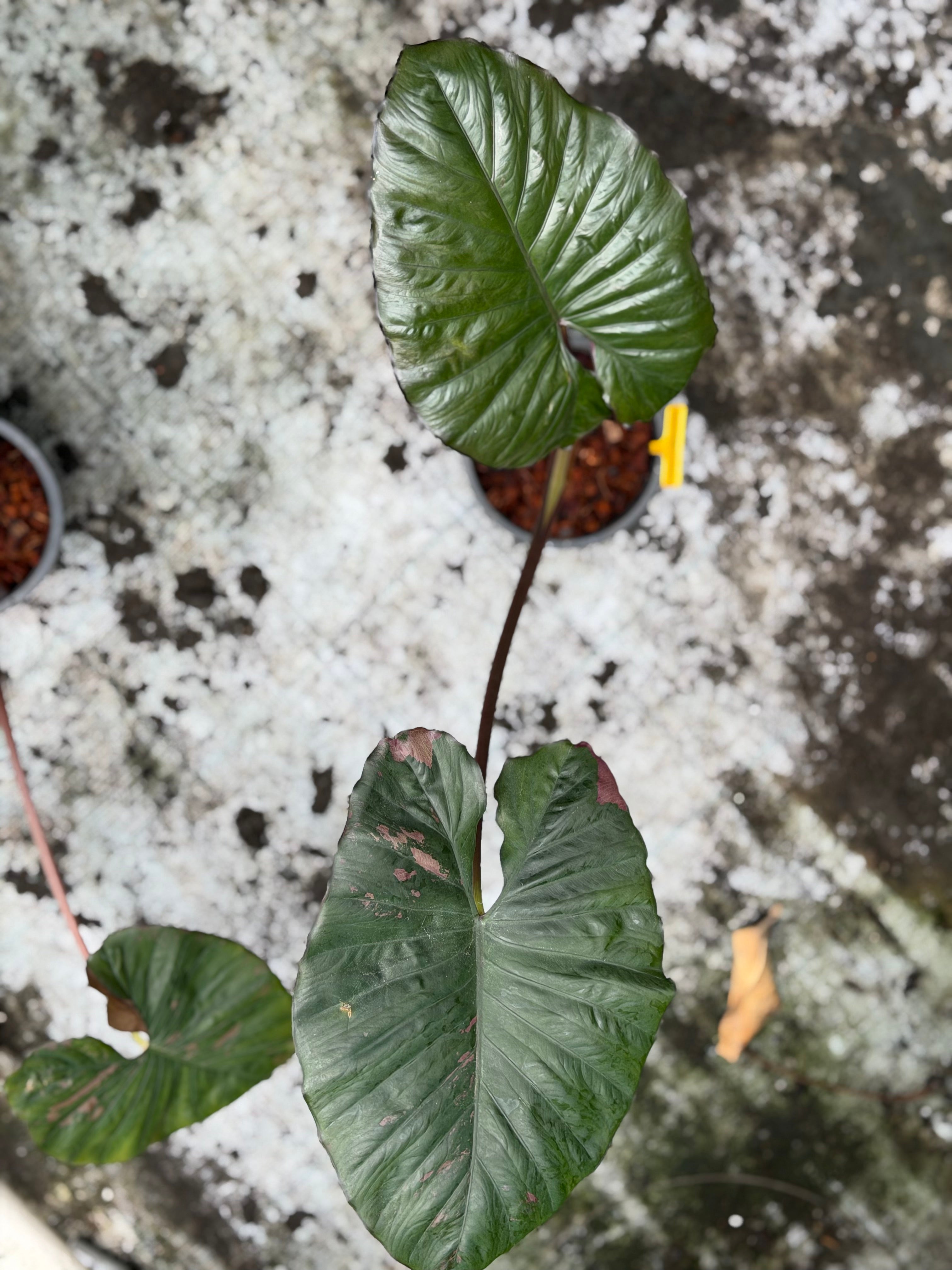 Alocasia 'Serendipity' Pink Variegated – GrowJungle