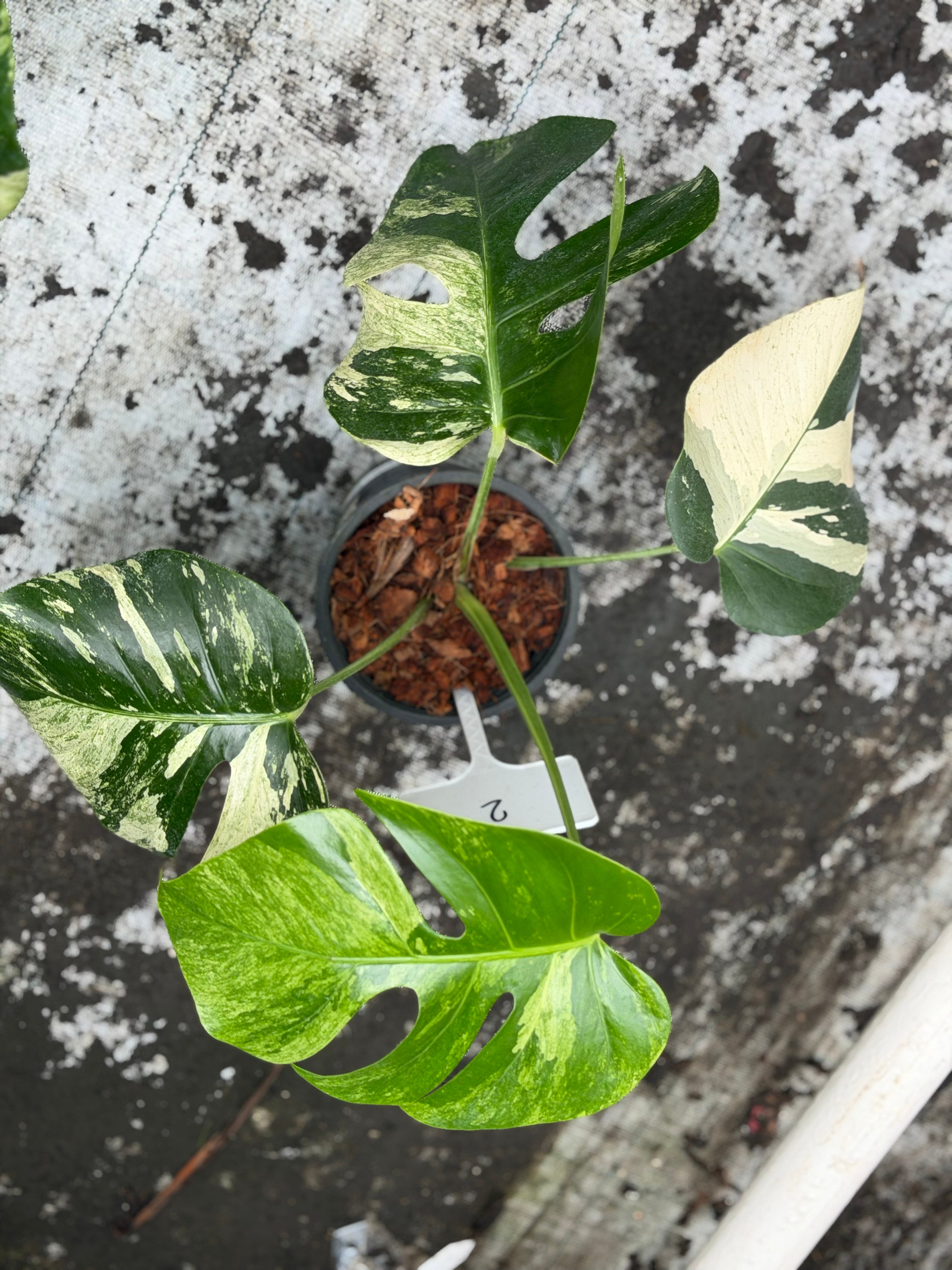 Monstera Jungle Mint – GrowJungle