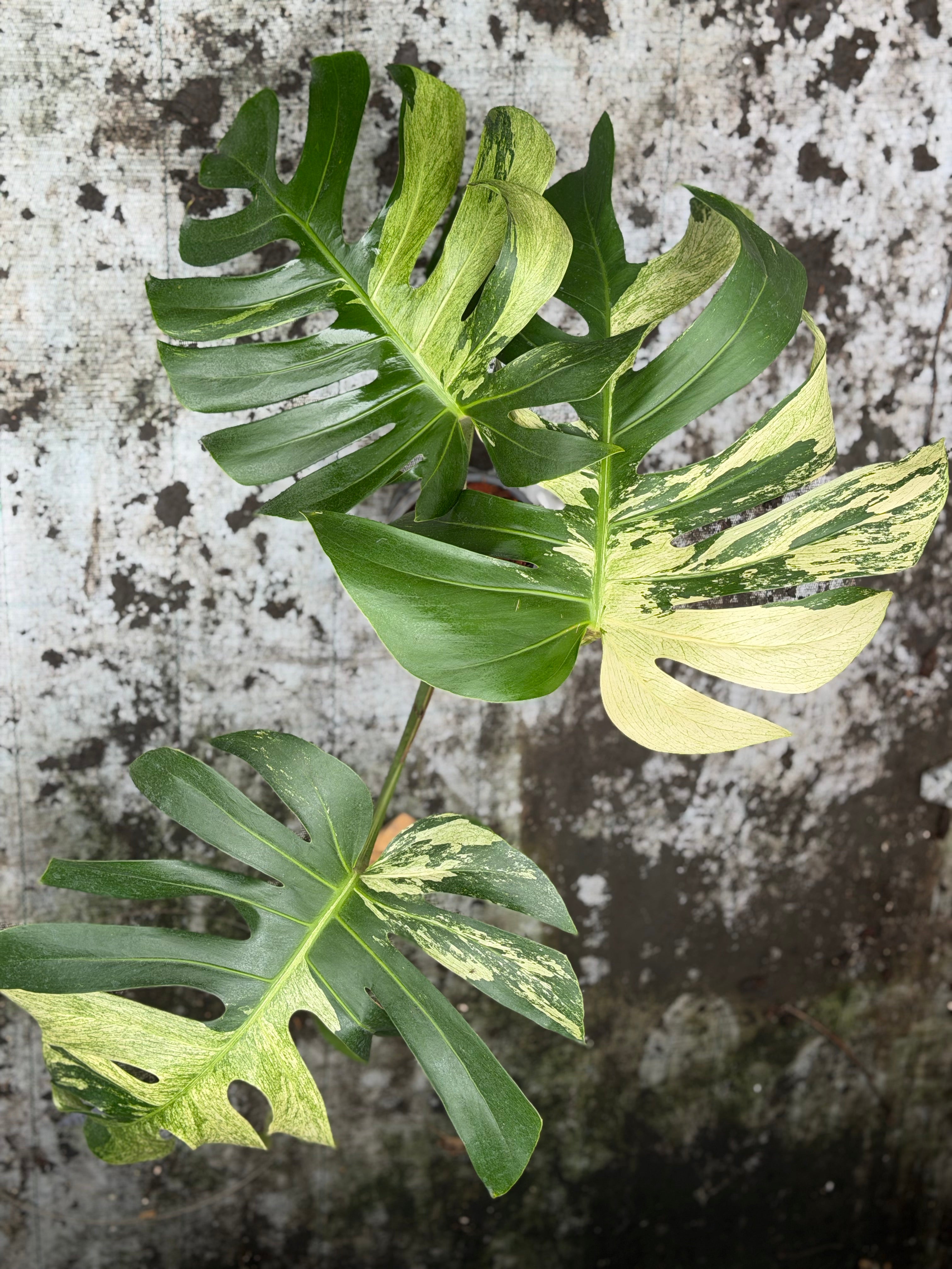 Monstera Jungle Mint – GrowJungle