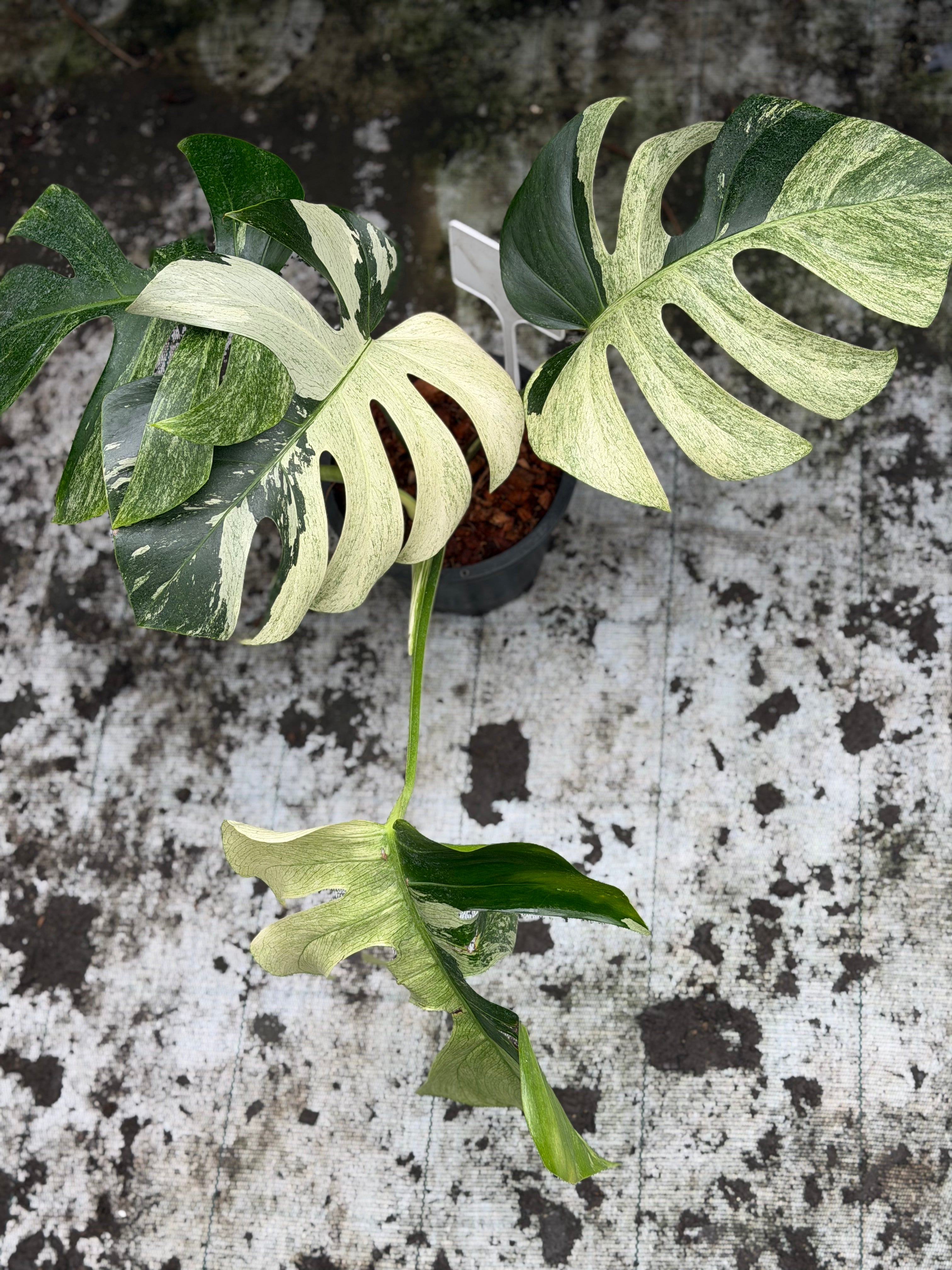 Monstera Jungle Mint – GrowJungle
