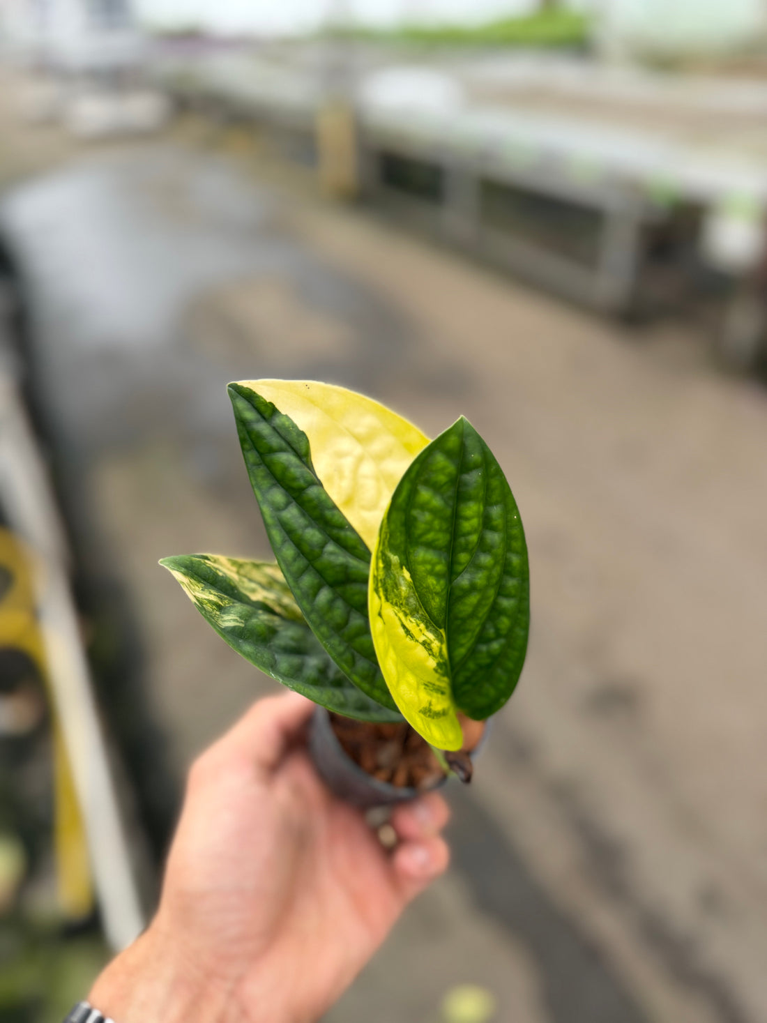 Monstera Peru Variegated – 12cm Pot – Choose Your Exact Plant
