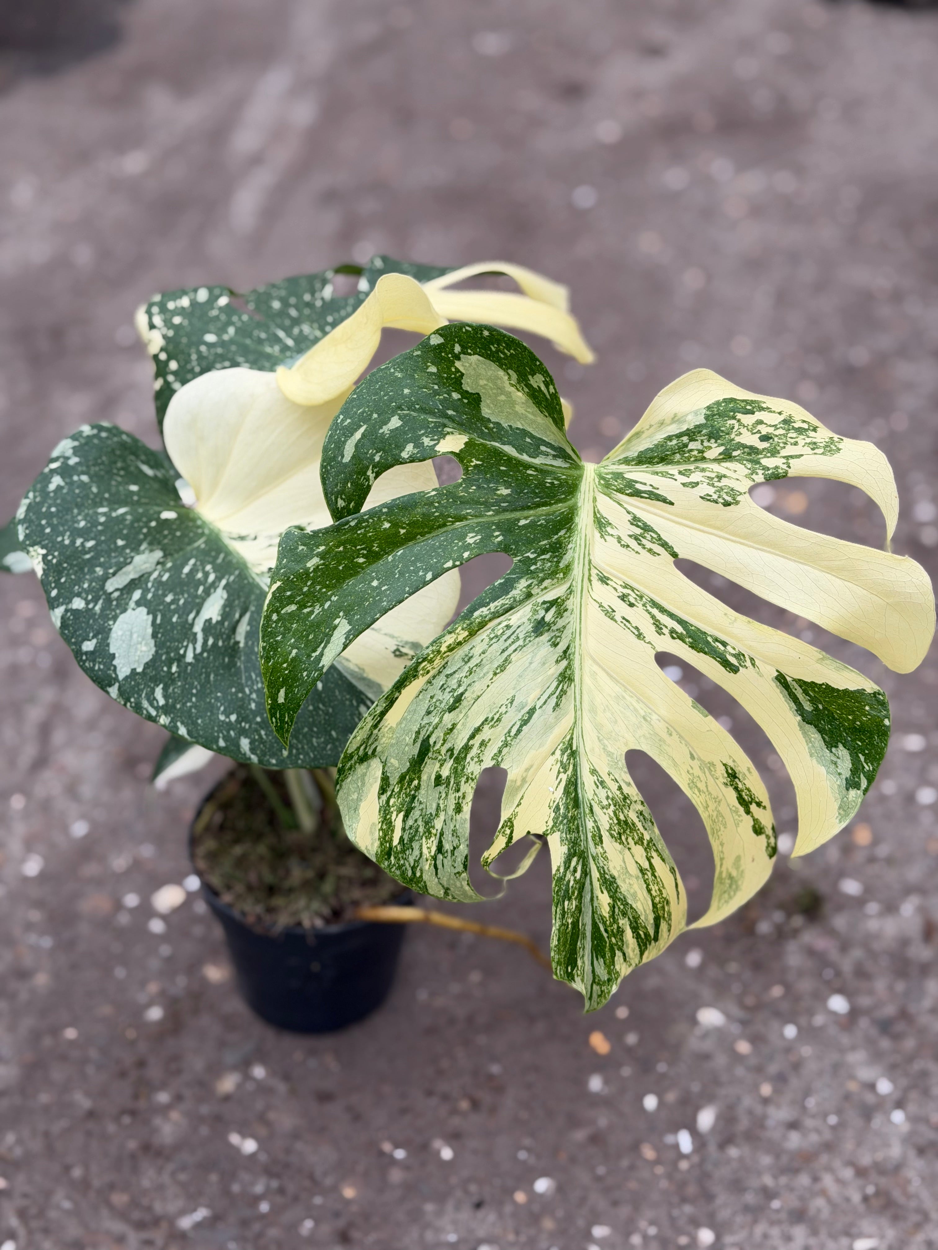 Monstera Rare Mutation – Exact Plant You Will Receive – Hand