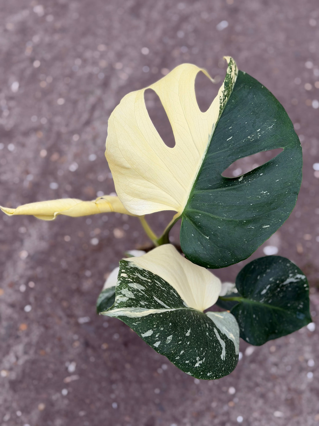 Monstera Rare Mutation – Exact Plant You Will Receive – Hand-Picked