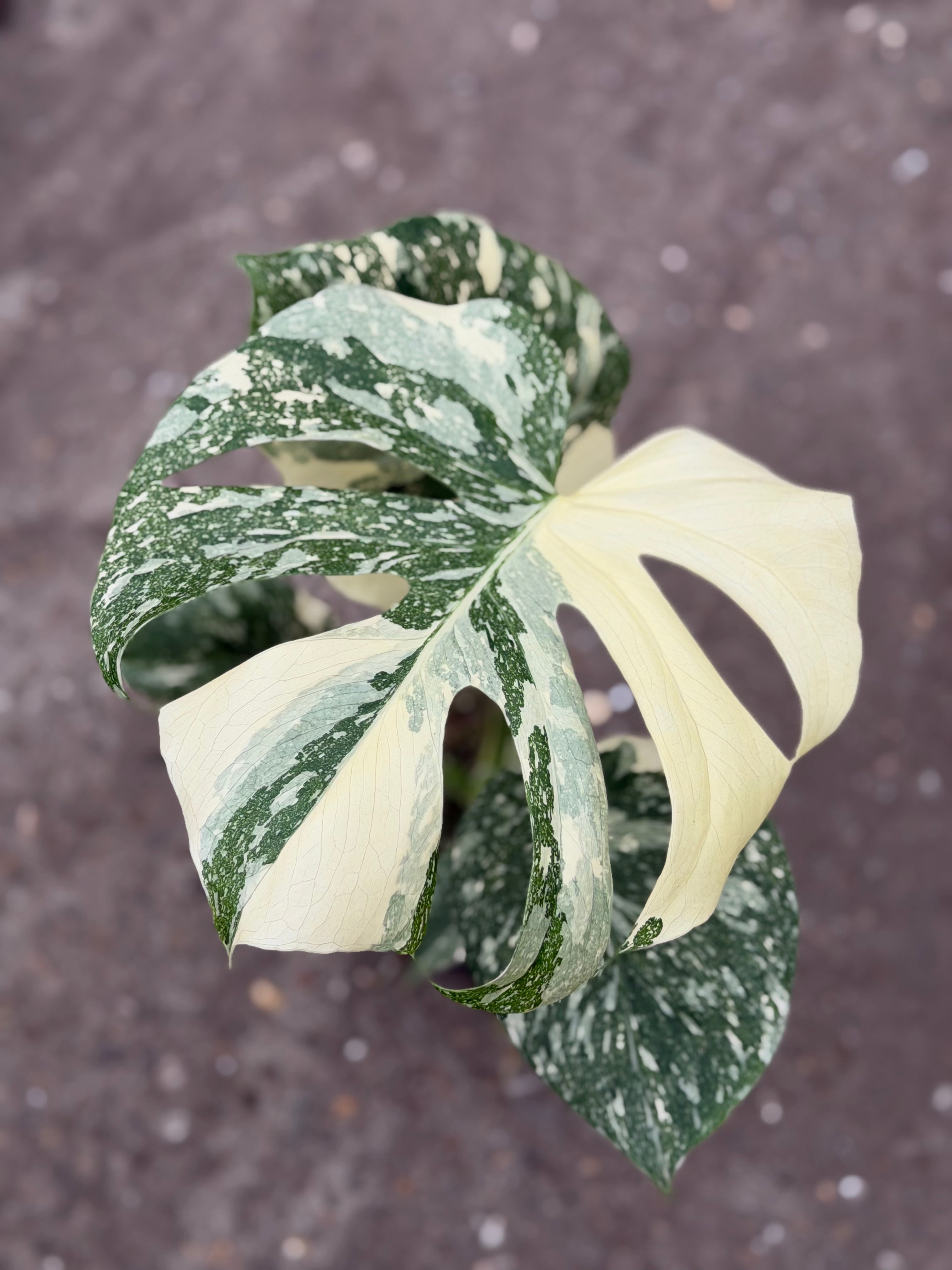 Monstera Rare Mutation – Exact Plant You Will Receive – Hand