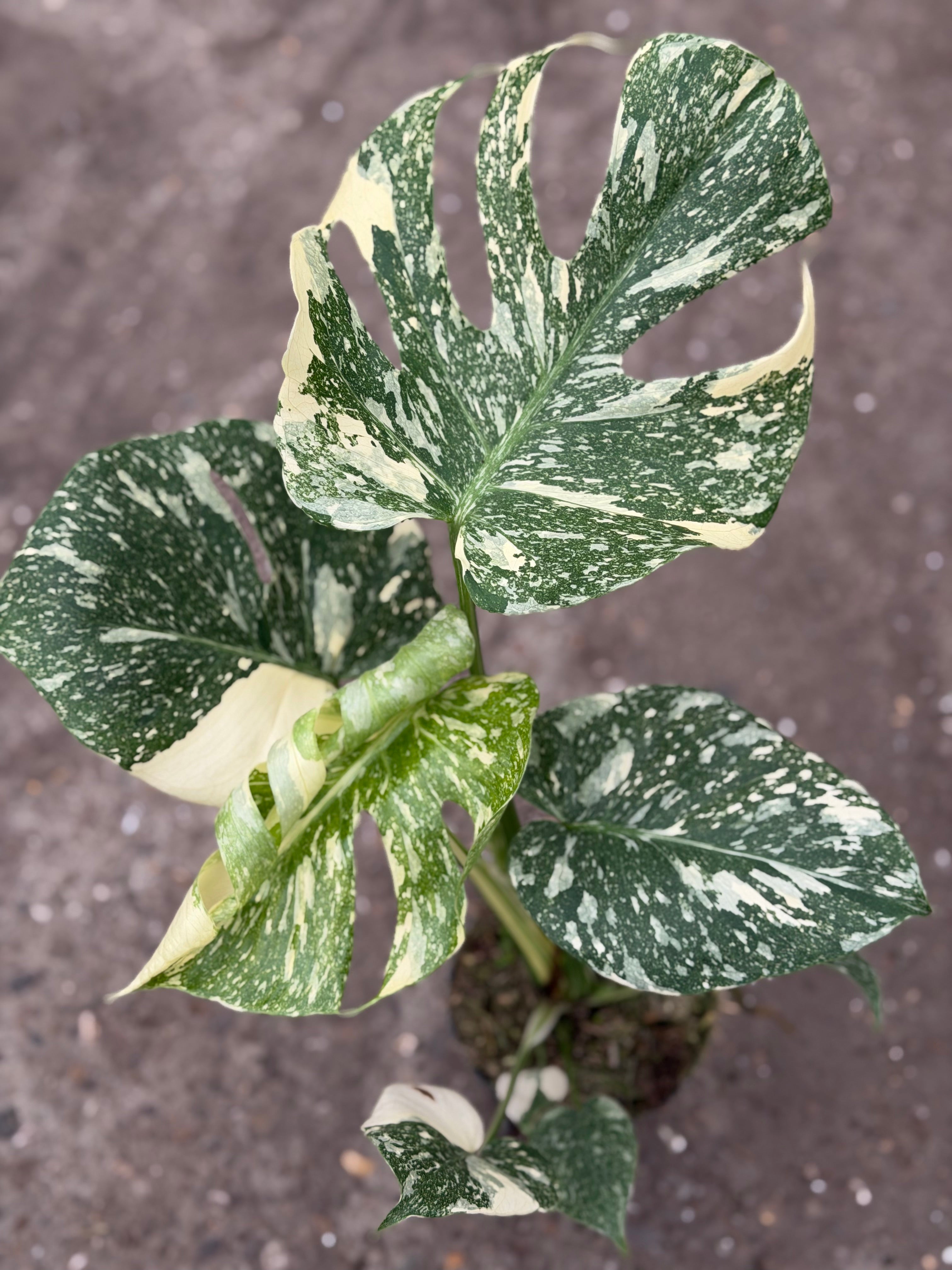 Monstera Mutation OC トップカット　斑入り Monstera Rare Mutation – Exact Plant You Will Receive – Hand