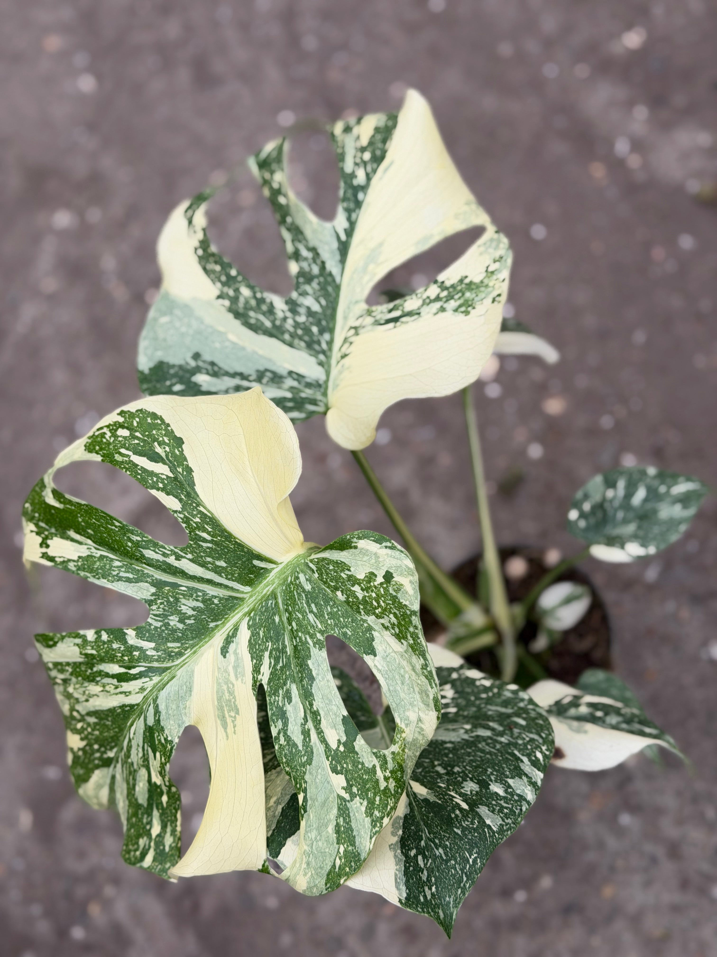 Monstera Rare Mutation – Exact Plant You Will Receive – Hand