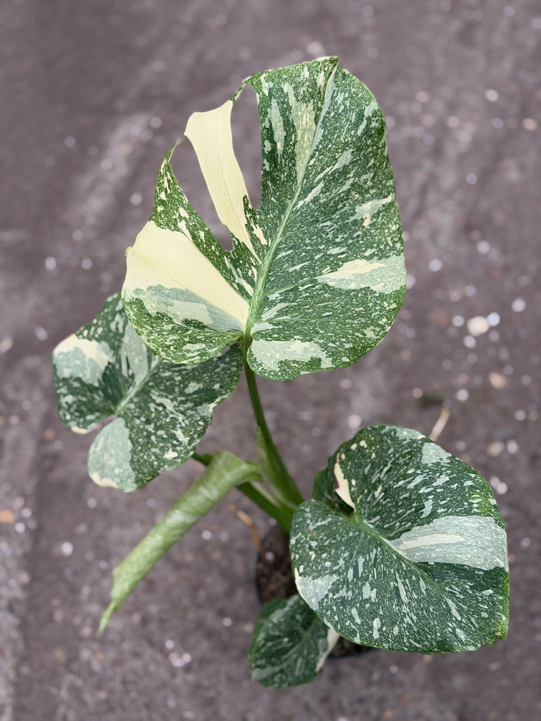 Monstera Rare Mutation – Exact Plant You Will Receive – Hand-Picked