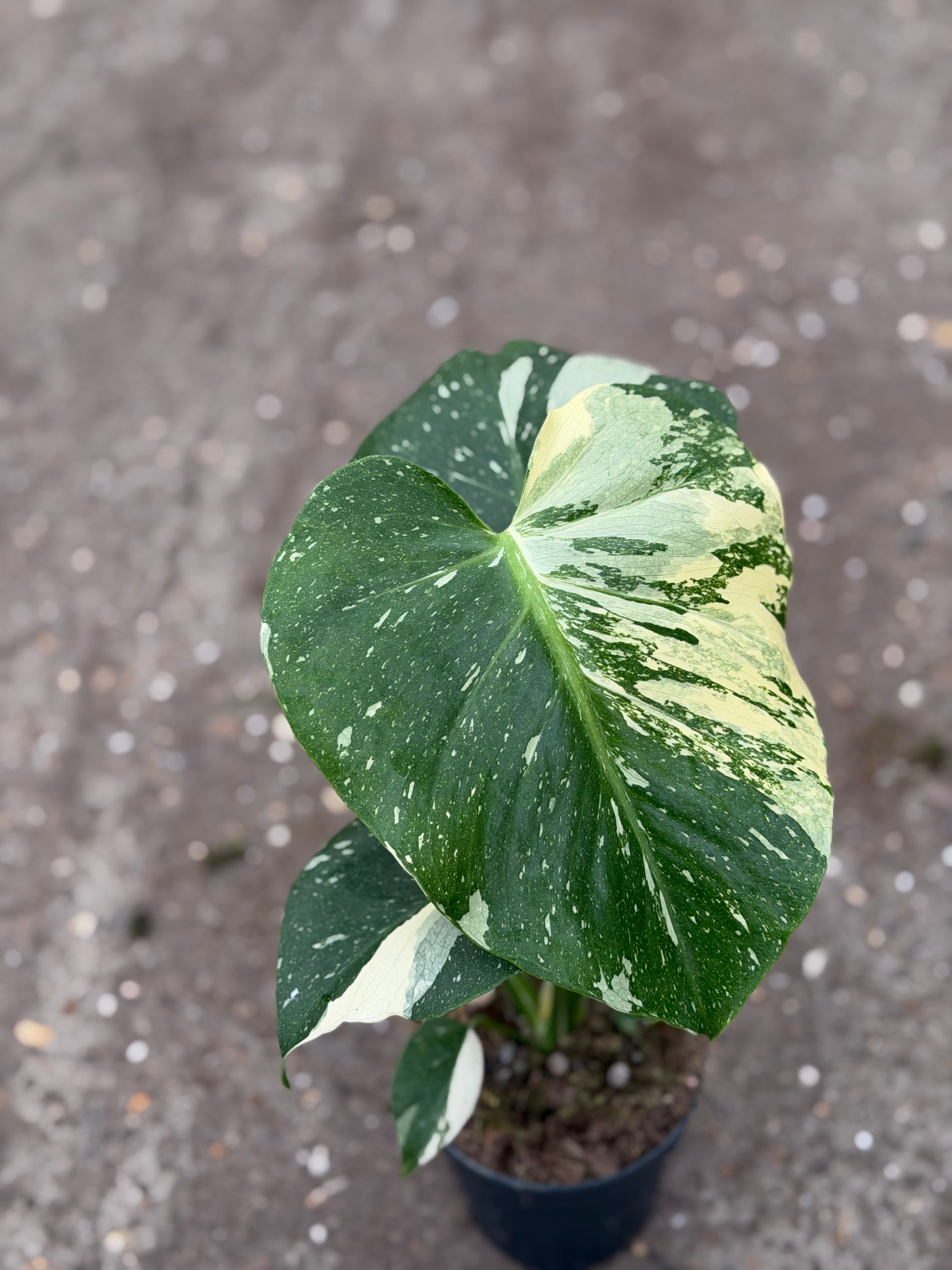 Monstera Rare Mutation – Exact Plant You Will Receive – Hand