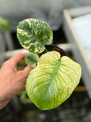 Monstera Siam Mint