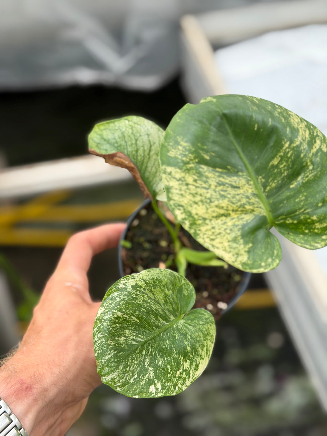Monstera Siam Mint