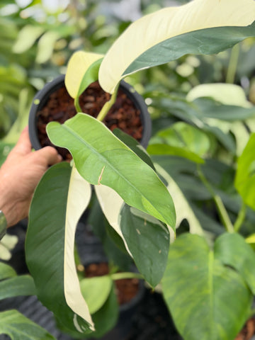 Giganteum Albo White Pearl