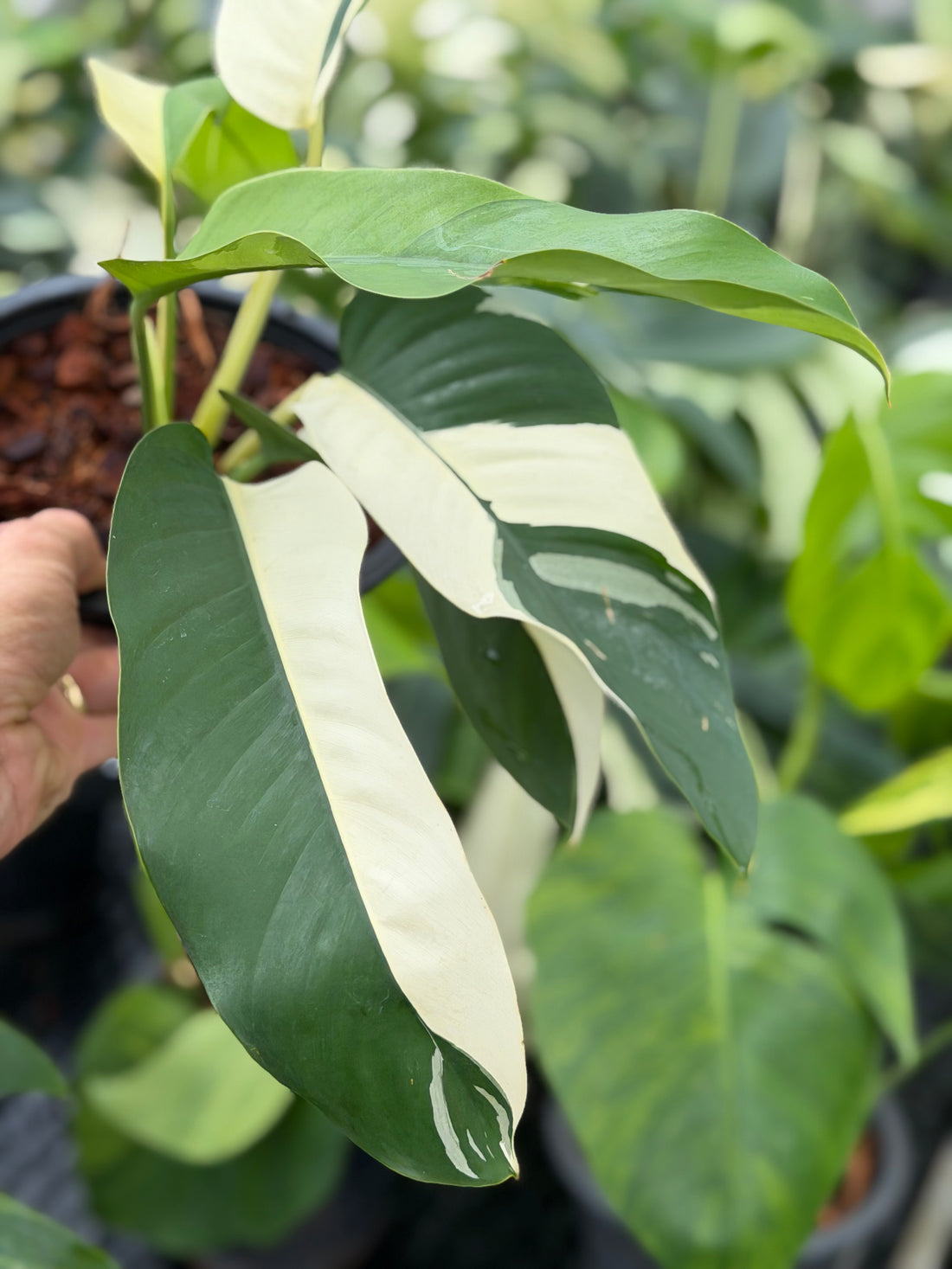 Giganteum Albo White Pearl