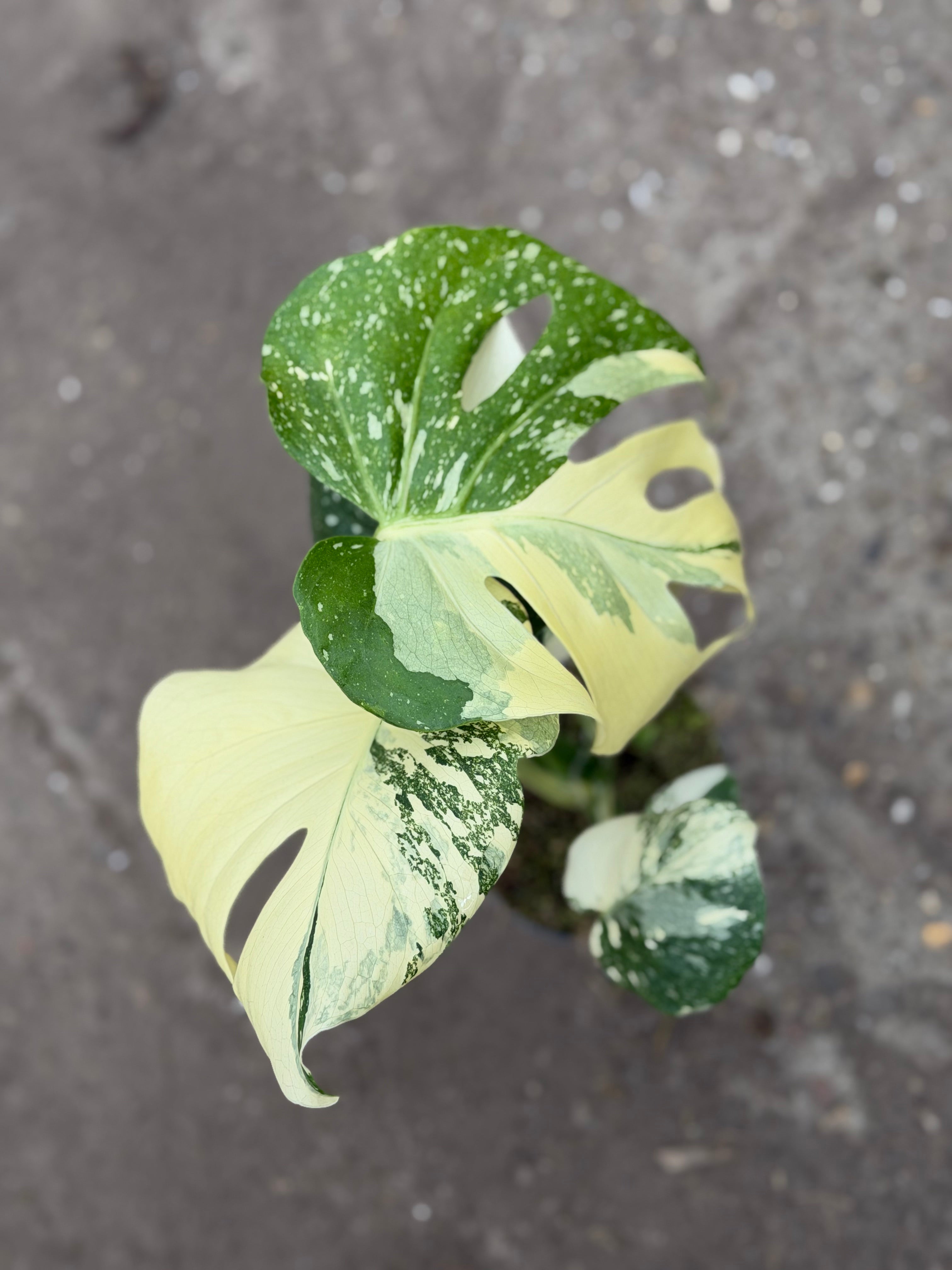 Monstera Rare Mutation – Exact Plant You Will Receive – Hand