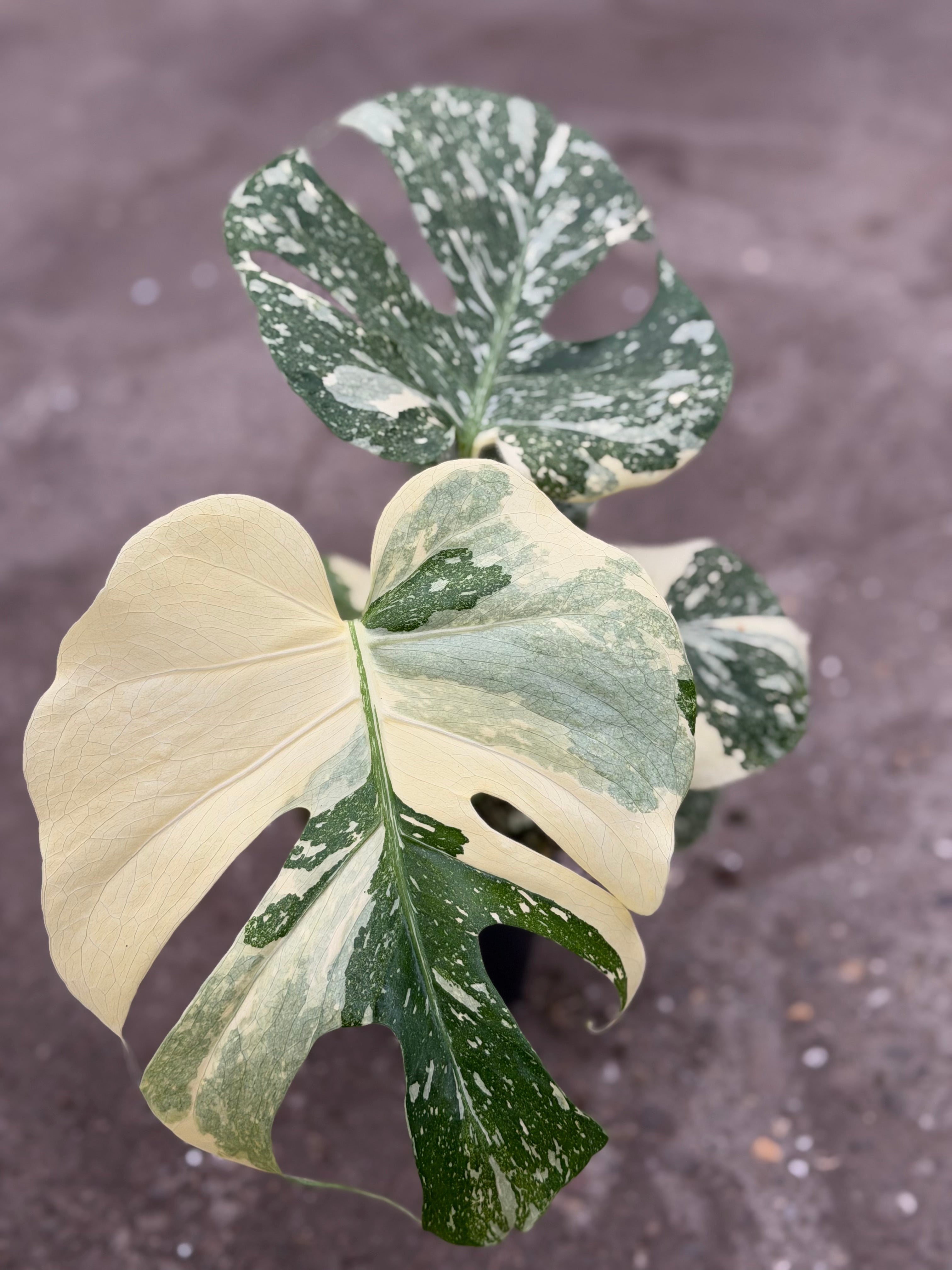 Monstera Rare Mutation – Exact Plant You Will Receive – Hand