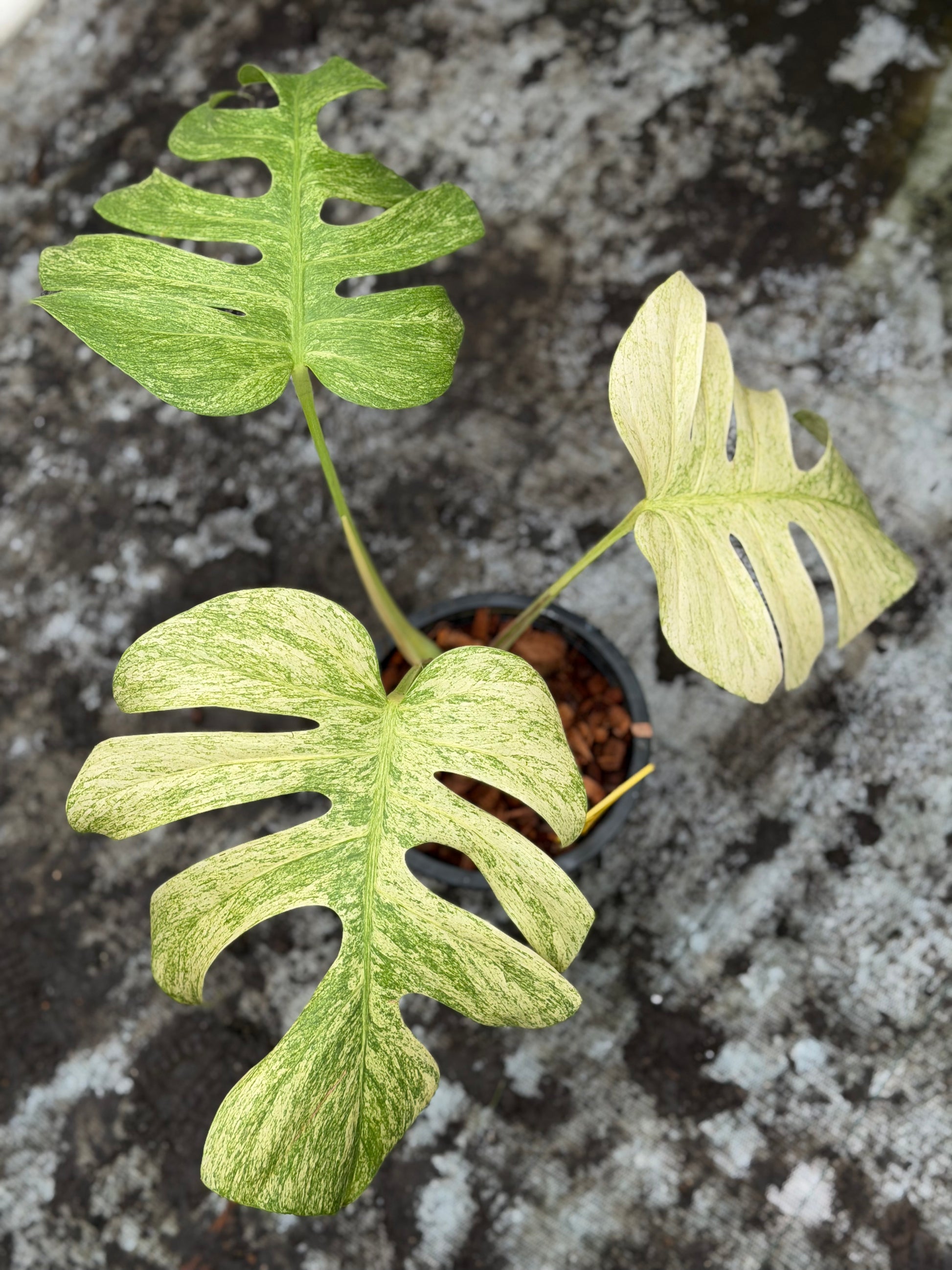 Monstera Jungle Mint – GrowJungle