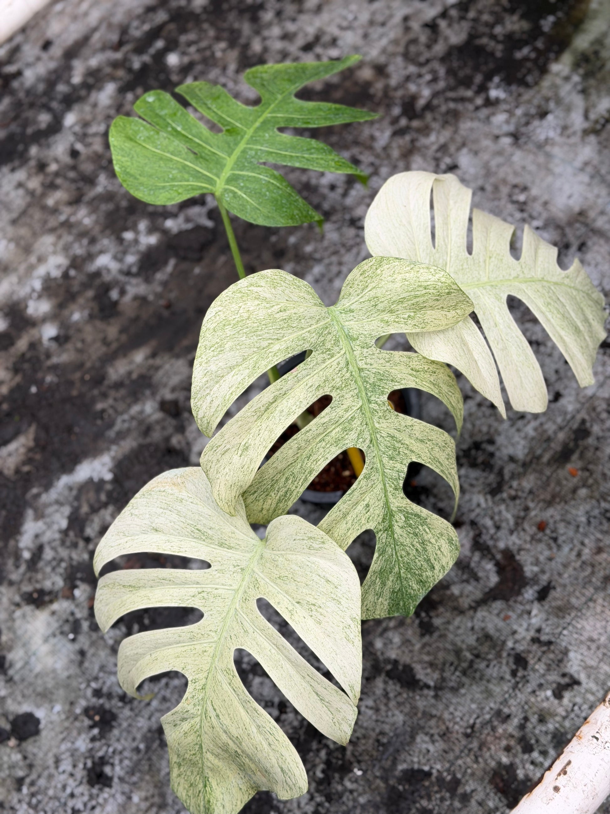 Monstera Jungle Mint – GrowJungle