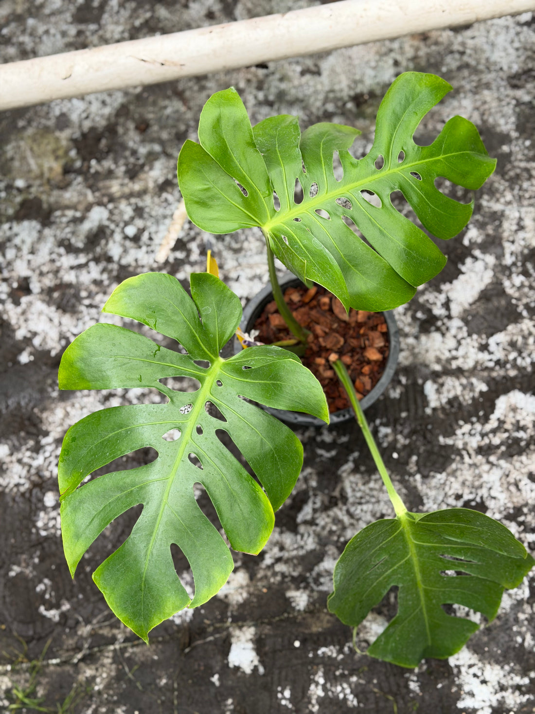 Monstera Form 6