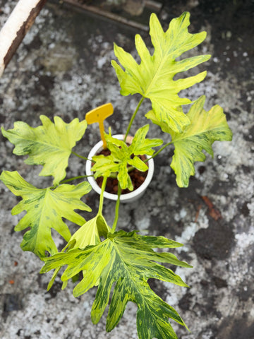 Philodendron Selloum Fire Variegated